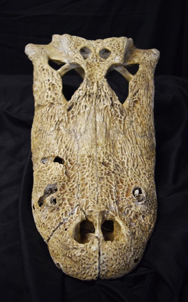 Treasures from the MOAS Natural History Collection