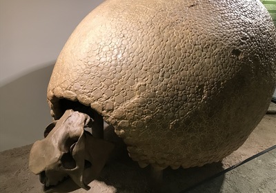 Discovering the Glyptodont